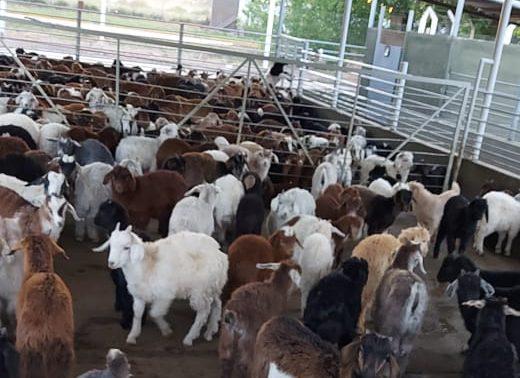 WhatsApp-Image-2020-12-04-at-11.01.34-e1607091216632