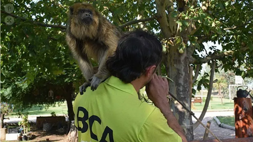 Screenshot 2023-03-13 at 12-23-14 Rescataron a dos monos carayá en cautiverio en Trenque Lauquen y Carhué