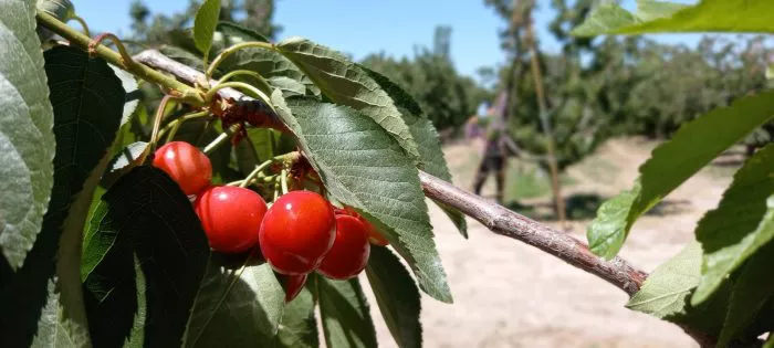 cerezas-700x315