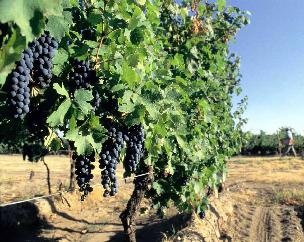 reconversion-varietal