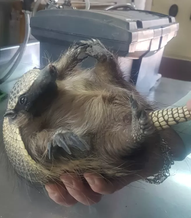 FotoArmadillo-1