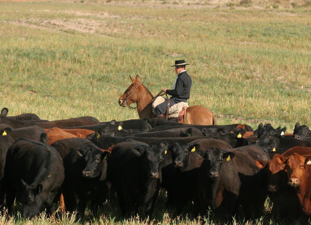 vacas
