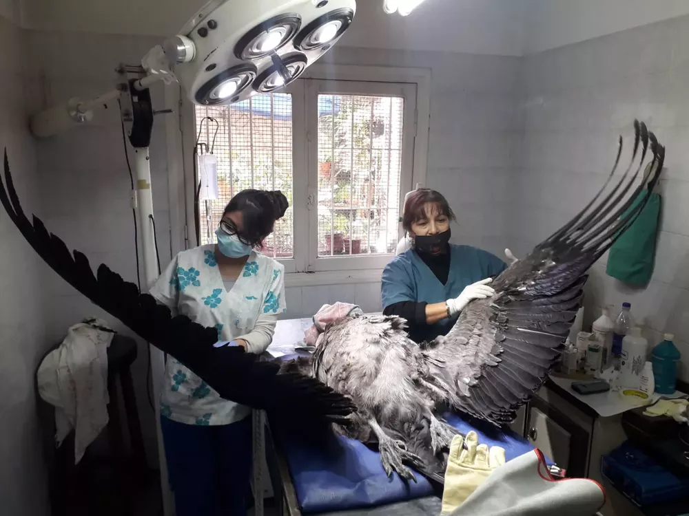 RescateCondorPteInca4