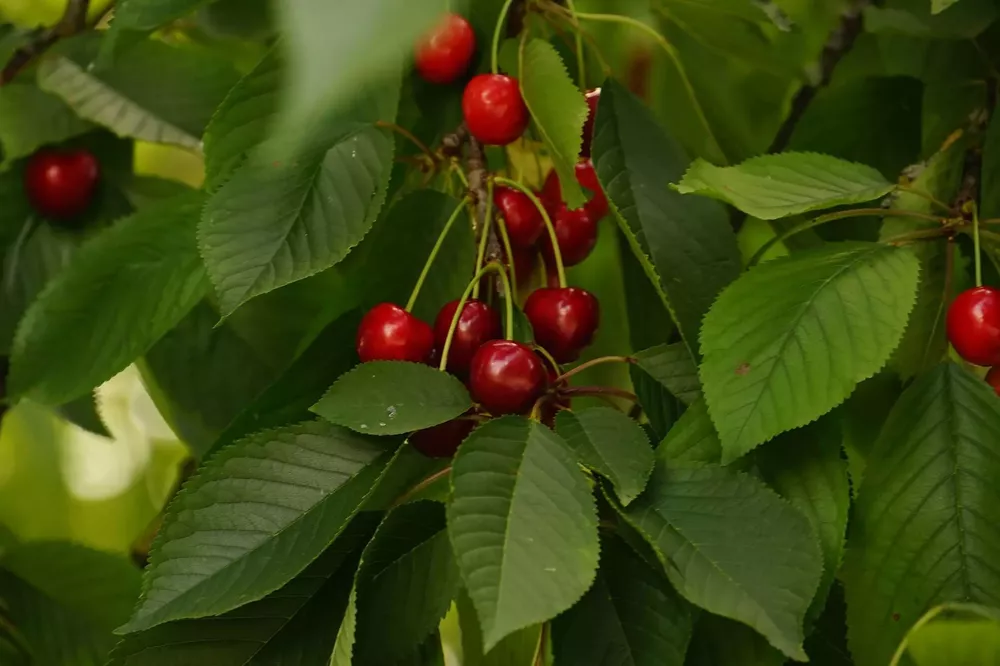 cerezo-con-cerezas-1646995026