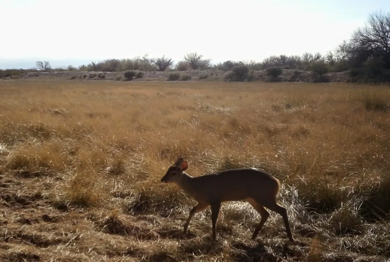 CorzuelaParda