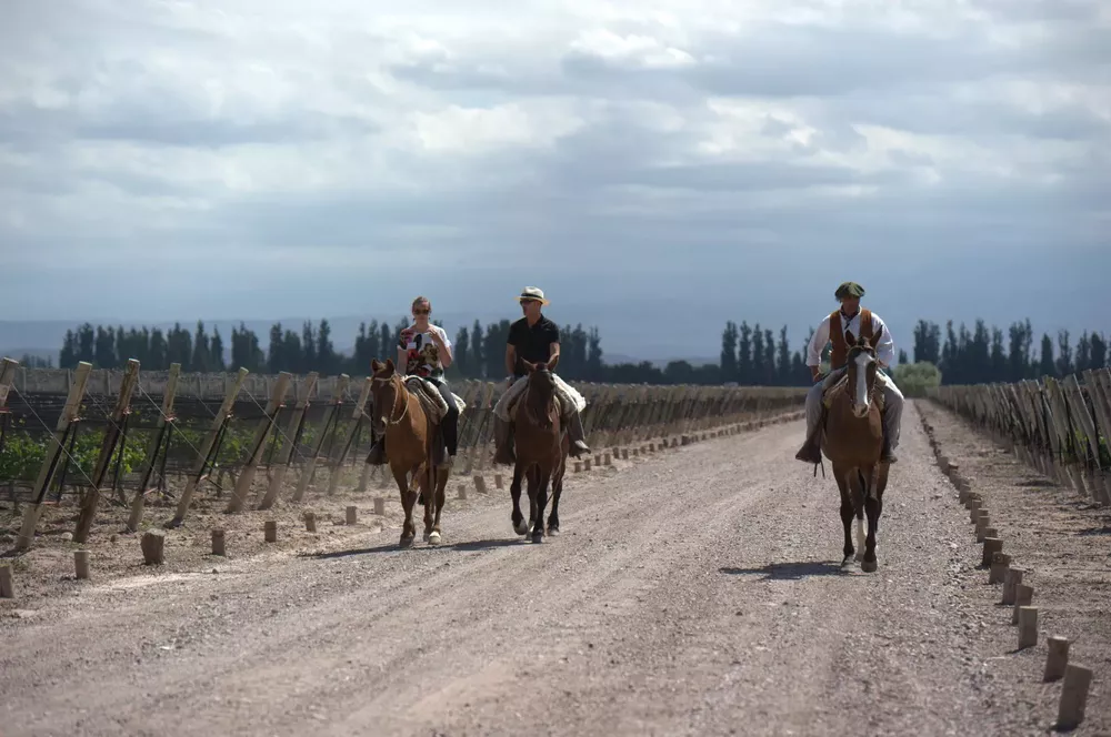 DSC4531-mendoza-top5