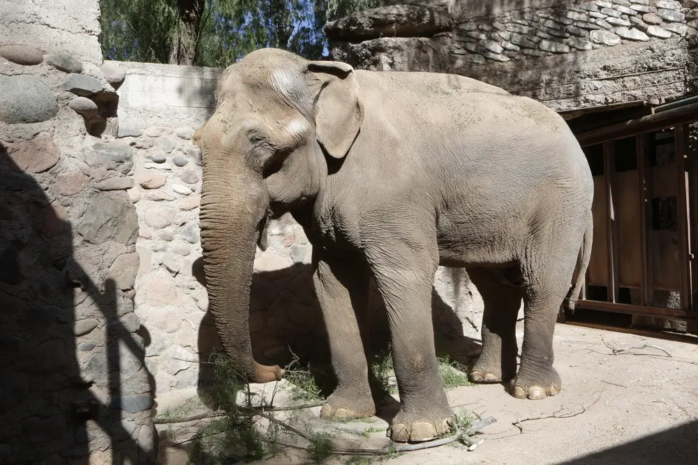 Elefante1