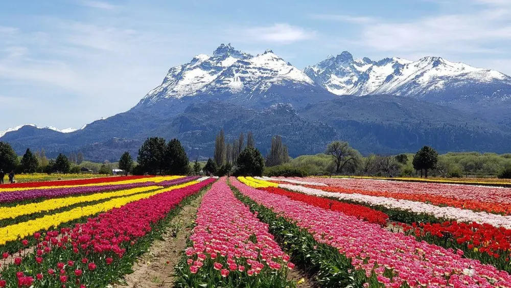 tulipanes