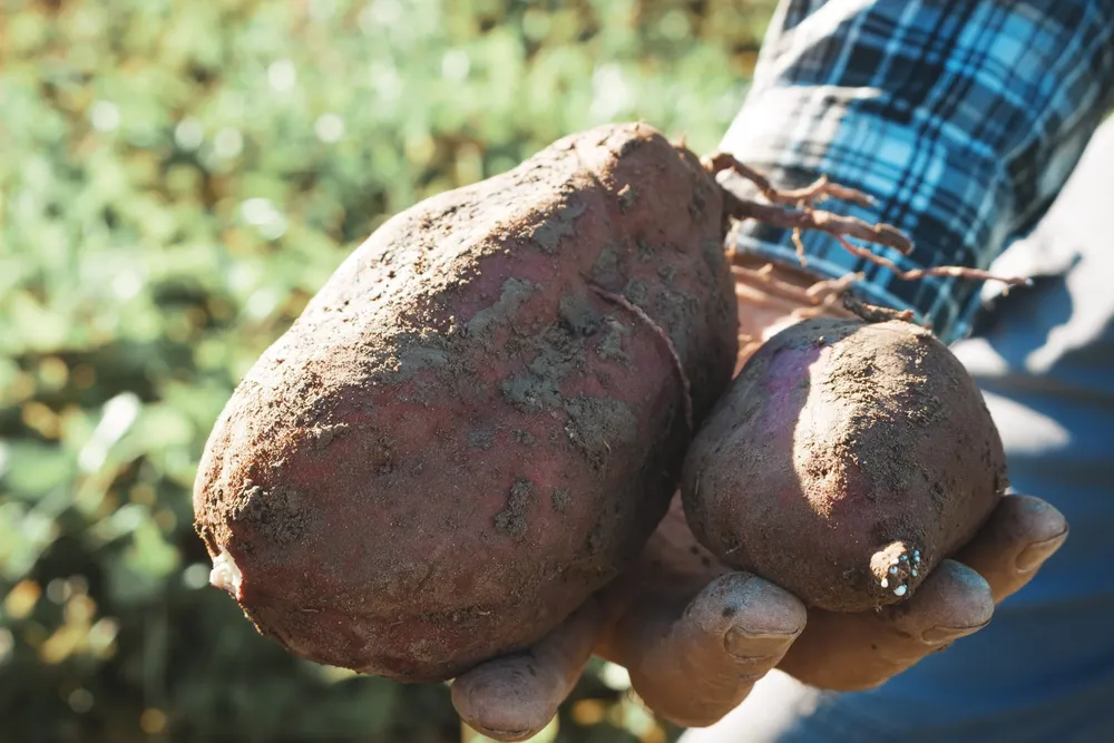 Turismo-Camote-3-scaled