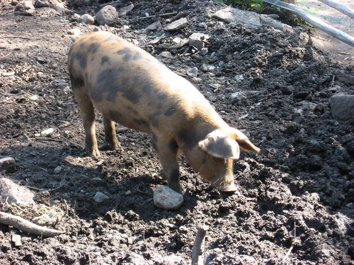 Pig_in_Stockholm_Skansen