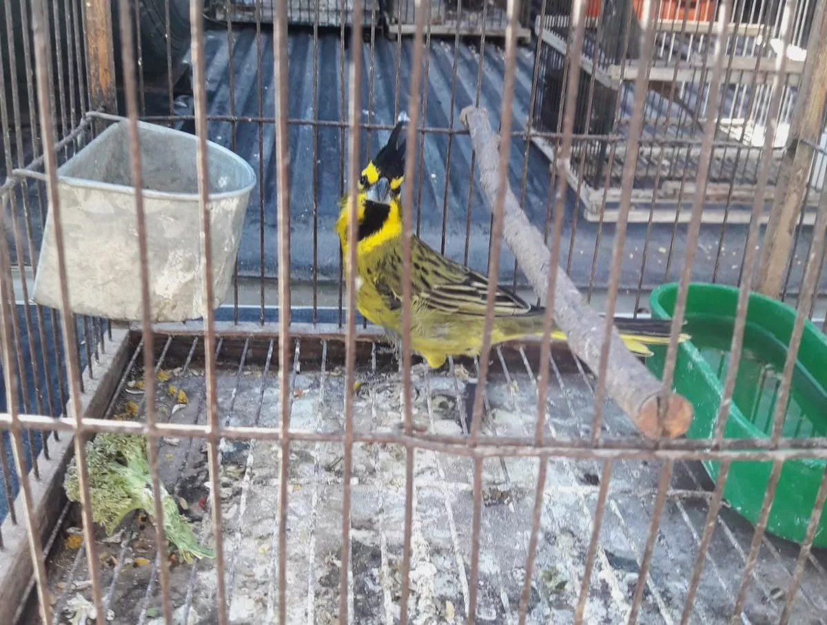 Rescate25AvesTupungato2