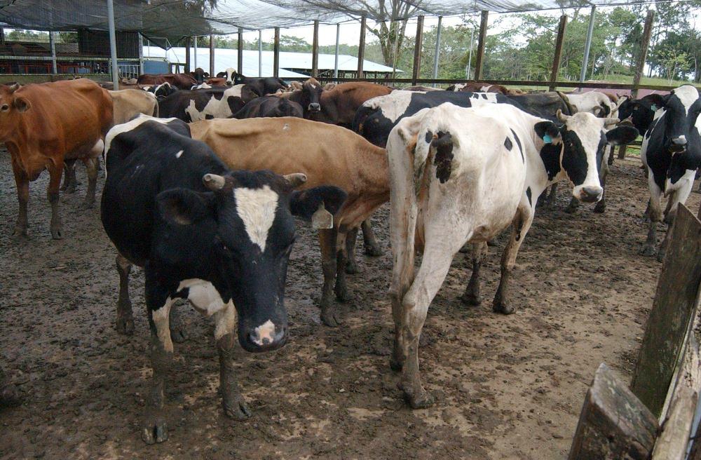 vacas_en_corral_(German_Miranda_de_IPS)