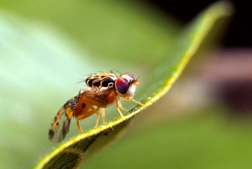 MOSCA-1