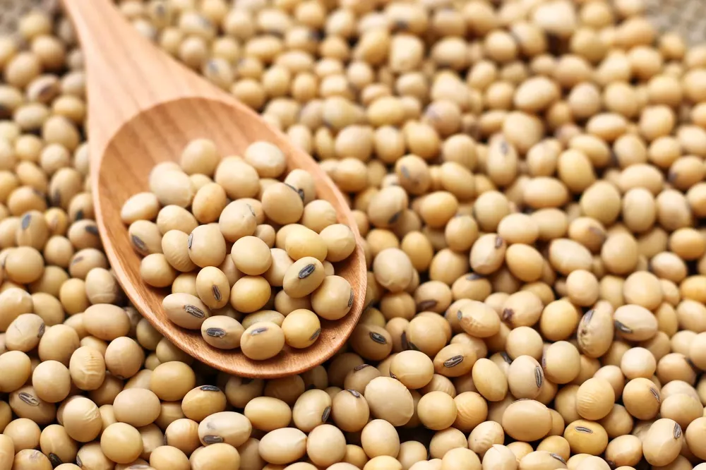 soybeans-or-cereals-royalty-free-image-935294518-1559123428