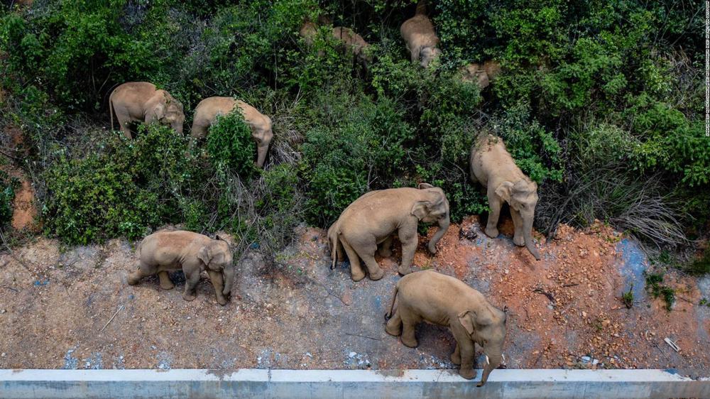 210531083833-china-elephants-0528-01-full-169