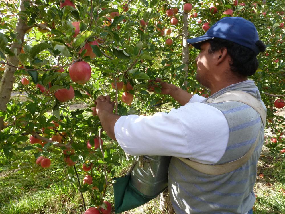 cosecha_manzana_2