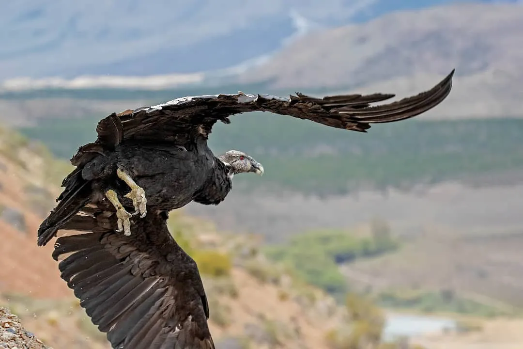 Condor1