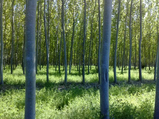 bosque