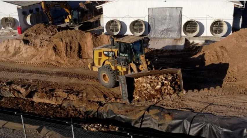 Screenshot 2023-03-15 at 21-55-40 Gripe aviar sacrificaron en Chile 40 mil aves de corral por primer brote industrial - NA