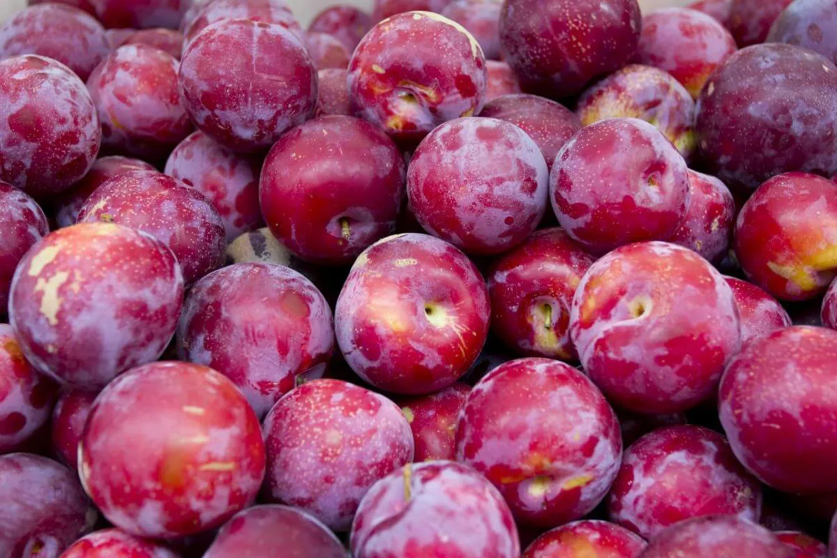 plum
