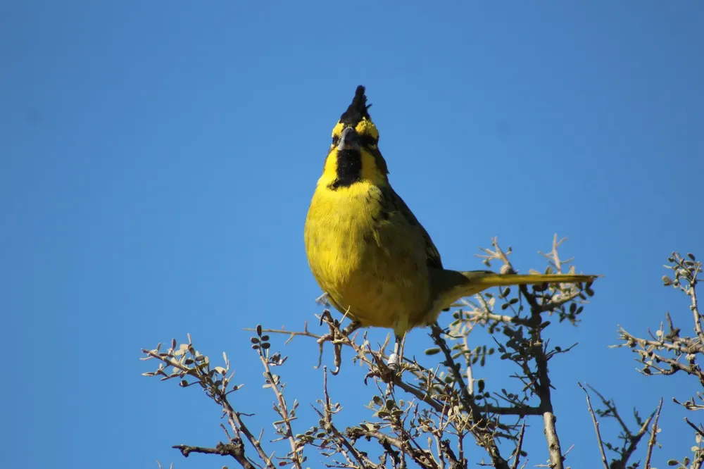 Cardenal