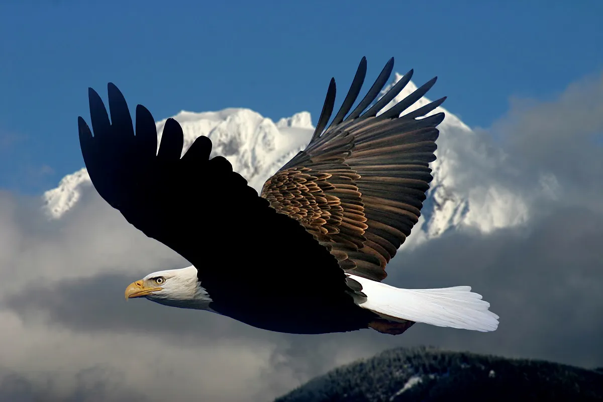 200Garabaldi2297WithEagleb-1200