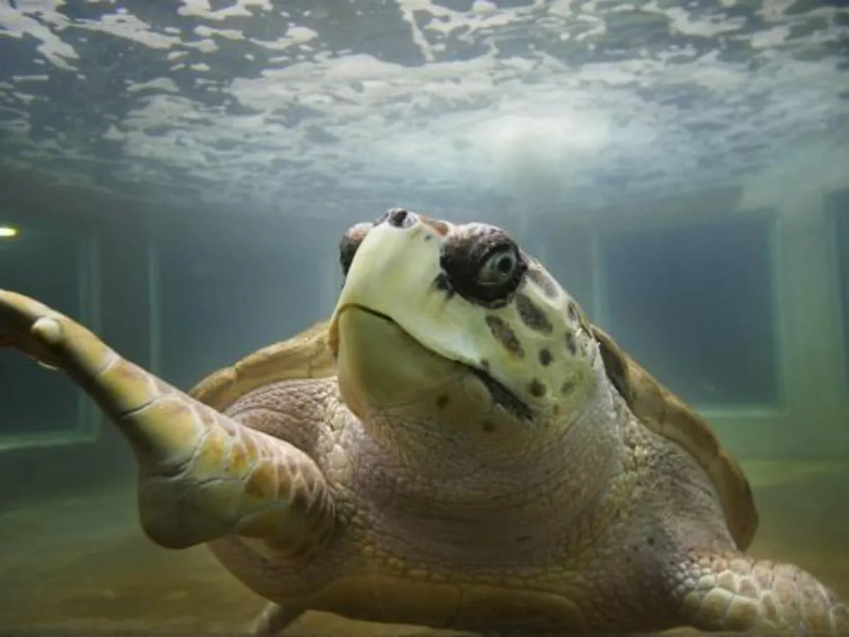 tortugo-jorge-acuario-mendoza