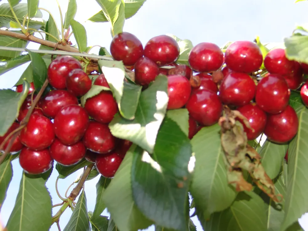 Plantacion_cerezas