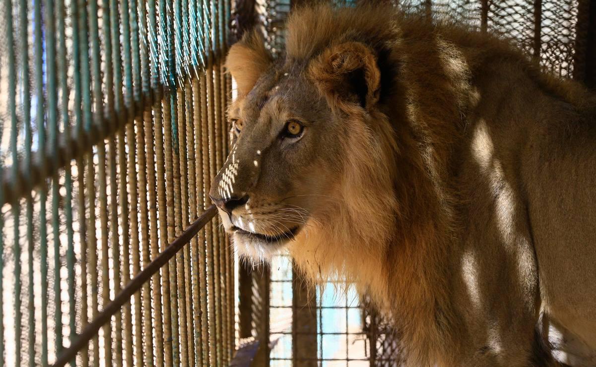 sudan-animals_109352244