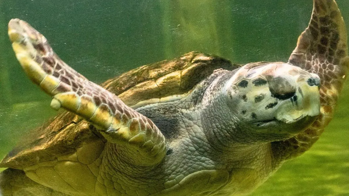 tortugo-jorge-1jpg