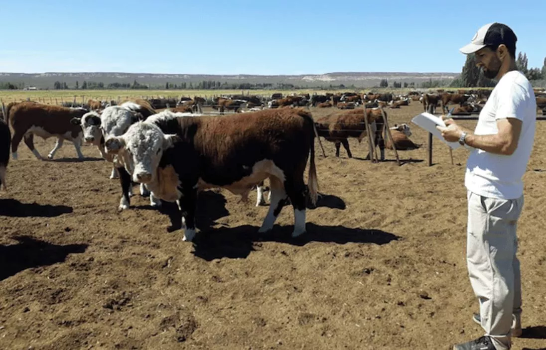 vaca