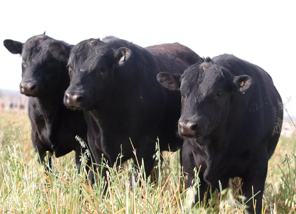 vacas2
