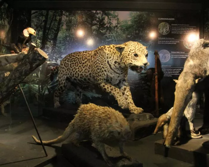 taxidermia-700x560
